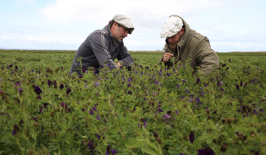 At Estancia Los Niños, Rene Milicevic shows us one of the three 60+ year old alfalfas that Jorge Ivelic from INIA collected in Magallanes [growing behind the ‘daisy’]. This unique sample is now included in the Crop Wild Relatives pre-breeding trials at INIA Kampenaike. Tolerance to drought and frost are traits that researchers are looking for in Magallanes. In the central part of Chile, researchers are searching for drought and heat tolerance. Photo: LS Salazar/Crop Trust