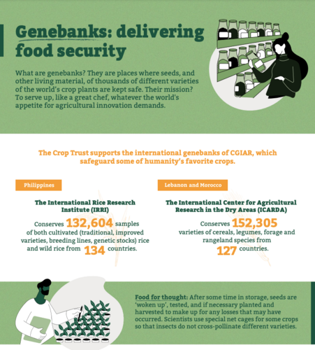 Infographic: Genebanks - delivering food security