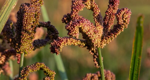 Close-up of finger millet in a field