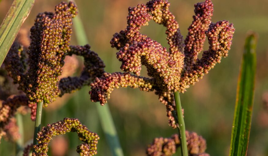 Close-up of finger millet in a field