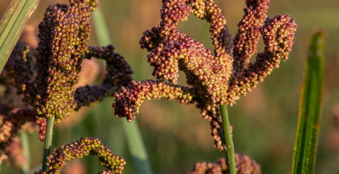 Close-up of finger millet in a field