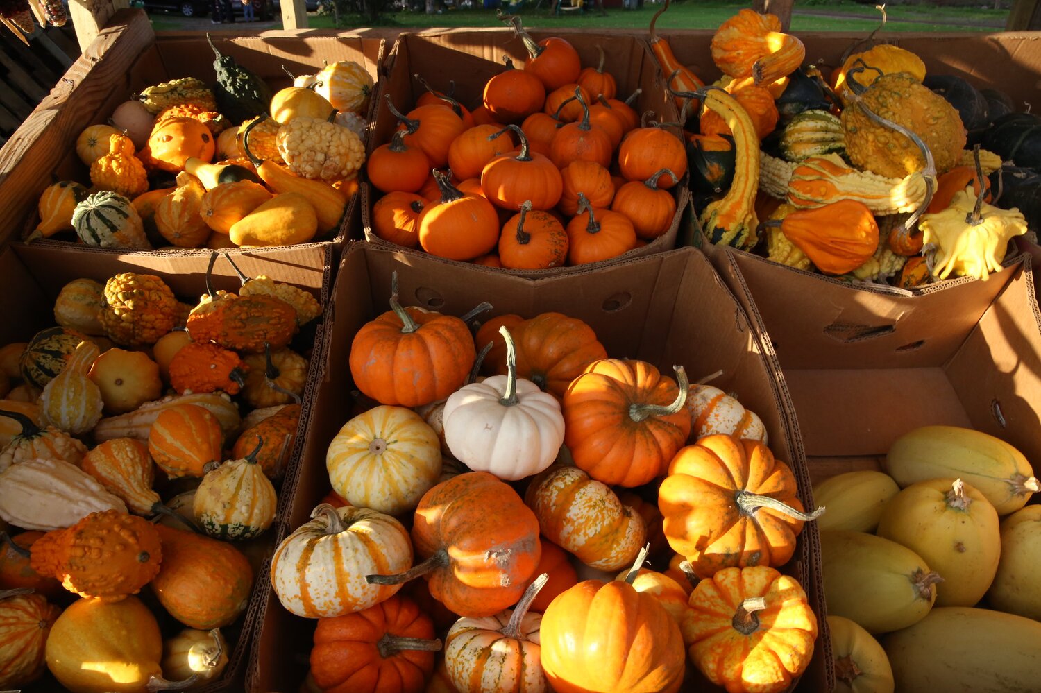 Next to the middle of nowhere, on an impromptu stop at a dairy farmer’s house, we found a small stand selling a diverse selection of pumpkins. Photo: Crop Trust/Luis Salazar. 