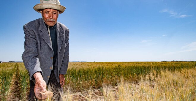 Durum wheat fields.