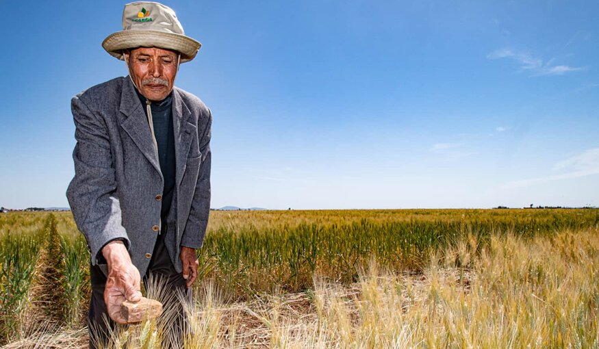 Durum wheat fields.