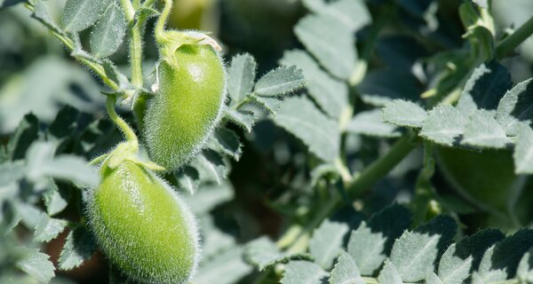 Chickpea plant closeup