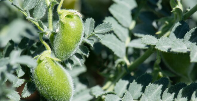 Chickpea plant closeup