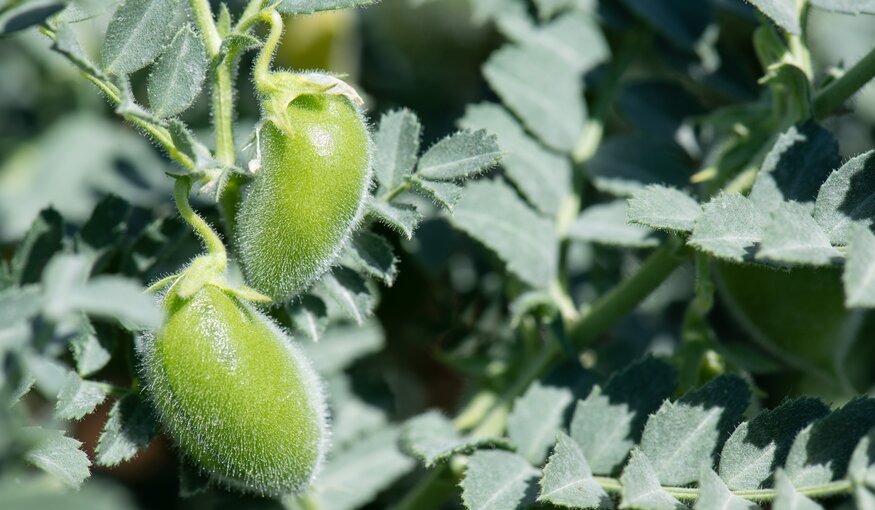 Chickpea plant closeup