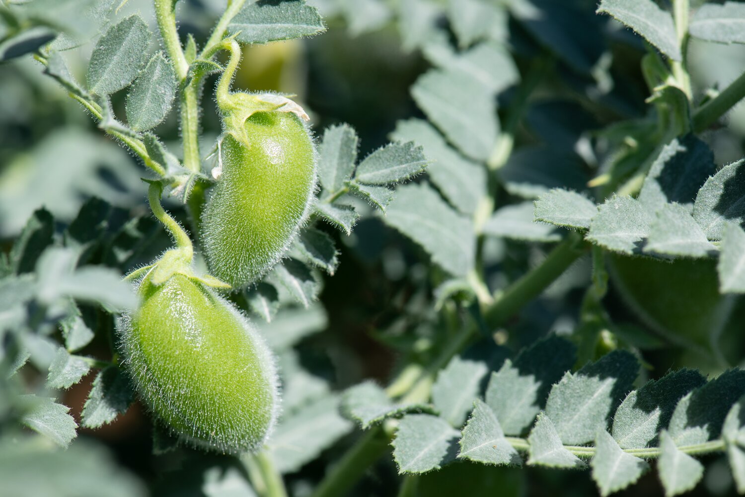 Chickpea plant closeup