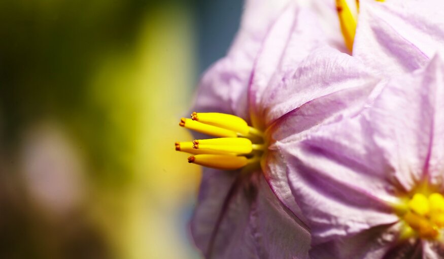 Closeup image of pink flowers