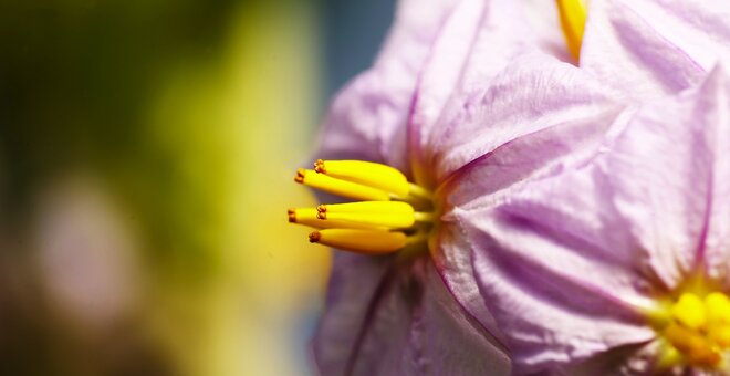 Closeup image of pink flowers