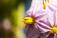 Closeup image of pink flowers