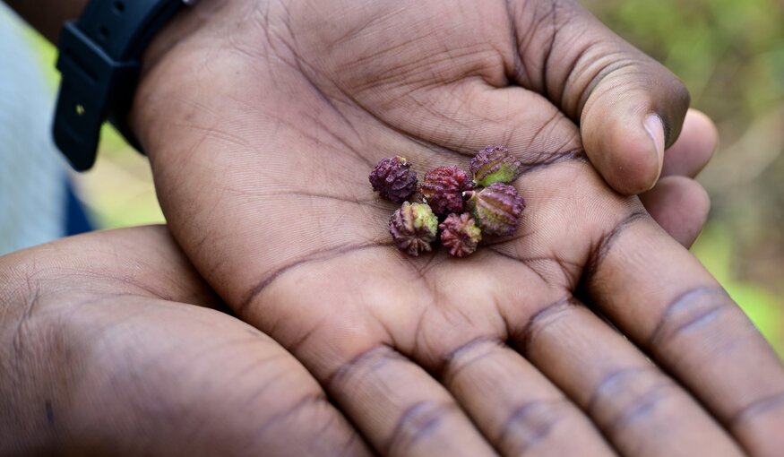 Jute mallow seeds. Photo: Neil Palmer/WorldVeg
