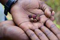 Jute mallow seeds. Photo: Neil Palmer/WorldVeg