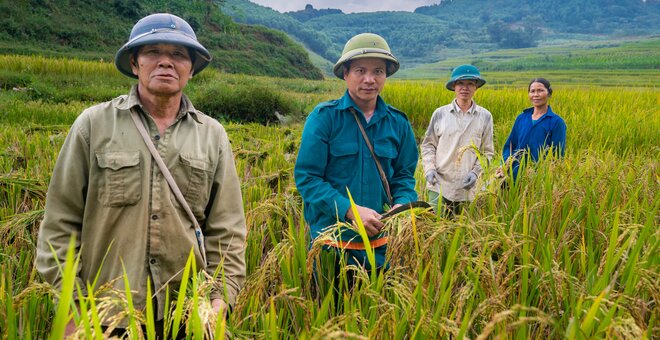 Rice farmers in Cao Phong District
