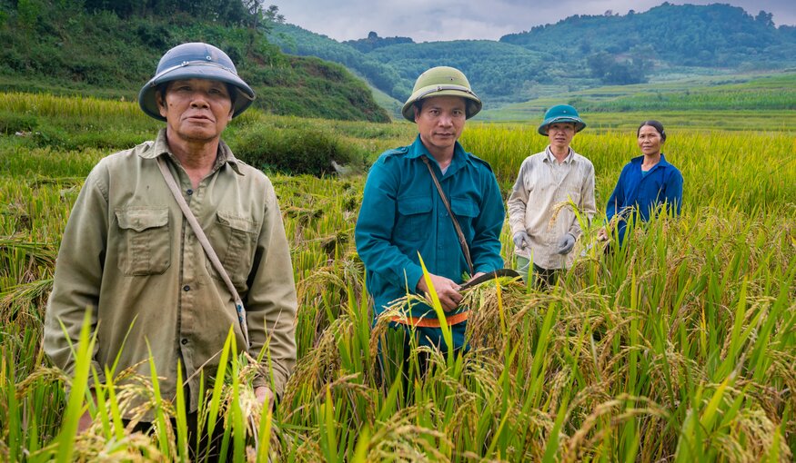 Rice farmers in Cao Phong District