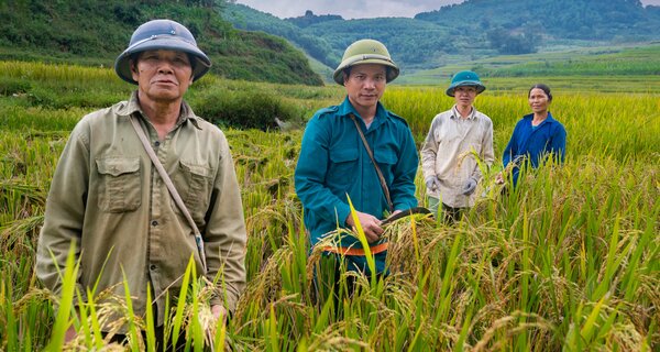 Rice farmers in Cao Phong District