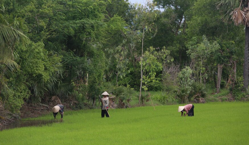 In Vietnam: Farmers Evaluate Wild Rice-derived Lines