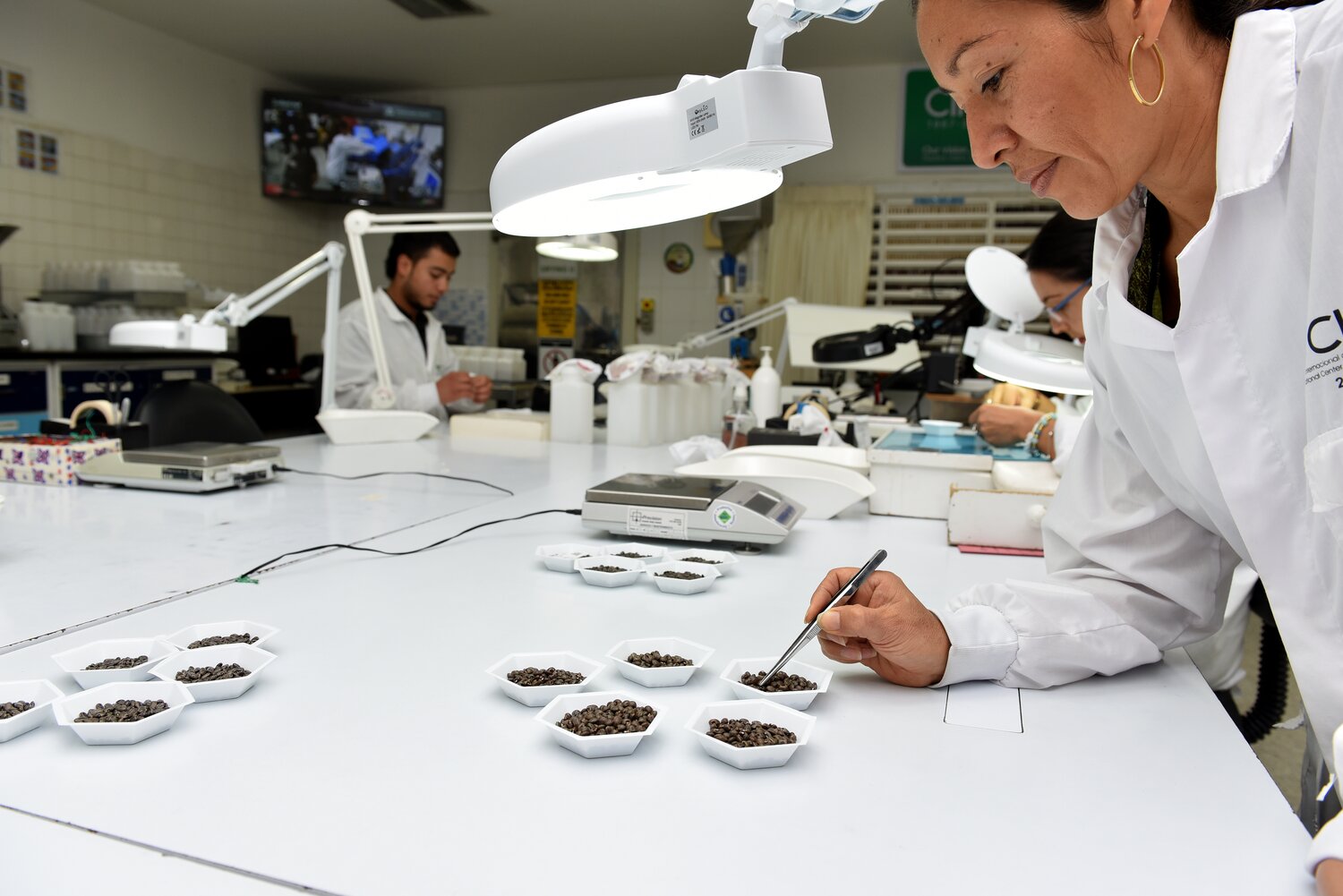 Bermuda bean conserved at CIAT in Cali, Colombia. Photo: Neil Palmer