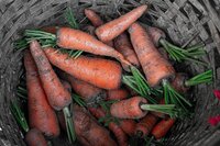 Carrots in a basket.