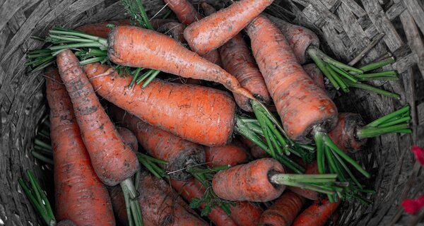 Carrots in a basket.