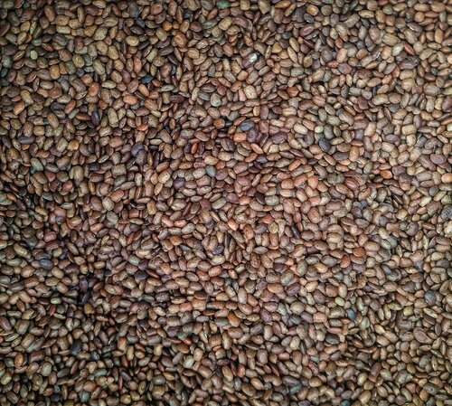 Horse gram