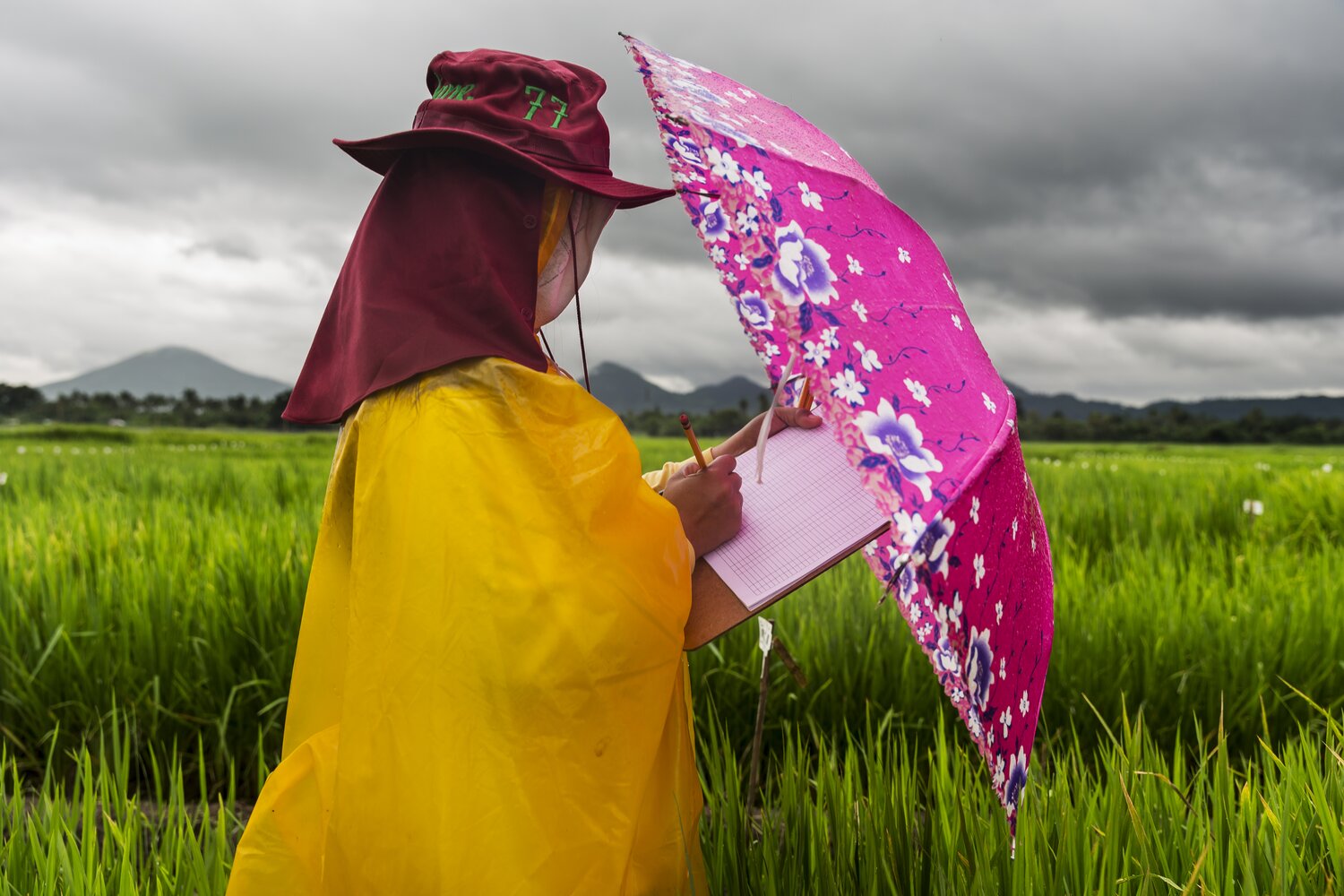 In Los Baños, an IRRI researcher takes notes on a trial of rice plants’ response to rainfall. Drought tolerance is an important target in rice breeding, and so is tolerance to flooding. Some rice landraces and wild relatives are especially good at producing grain during a drought, while others have the ability to survive completely underwater for days or weeks at a stretch. These have proven invaluable in breeding the next generation of climate change-ready rice to prepare for the unpredictable rainfall patterns of the future.