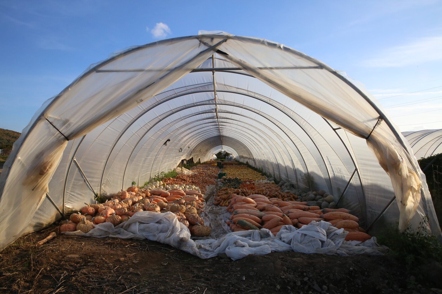 Norwich Meadows Farm in Chenango County, New York, spans over 200 acres, where a lot of the crops are grown in “high tunnels”, which can extend the seasons and allow the farm-workers to work standing up, instead of bending over. Photo: Crop Trust/Luis Salazar