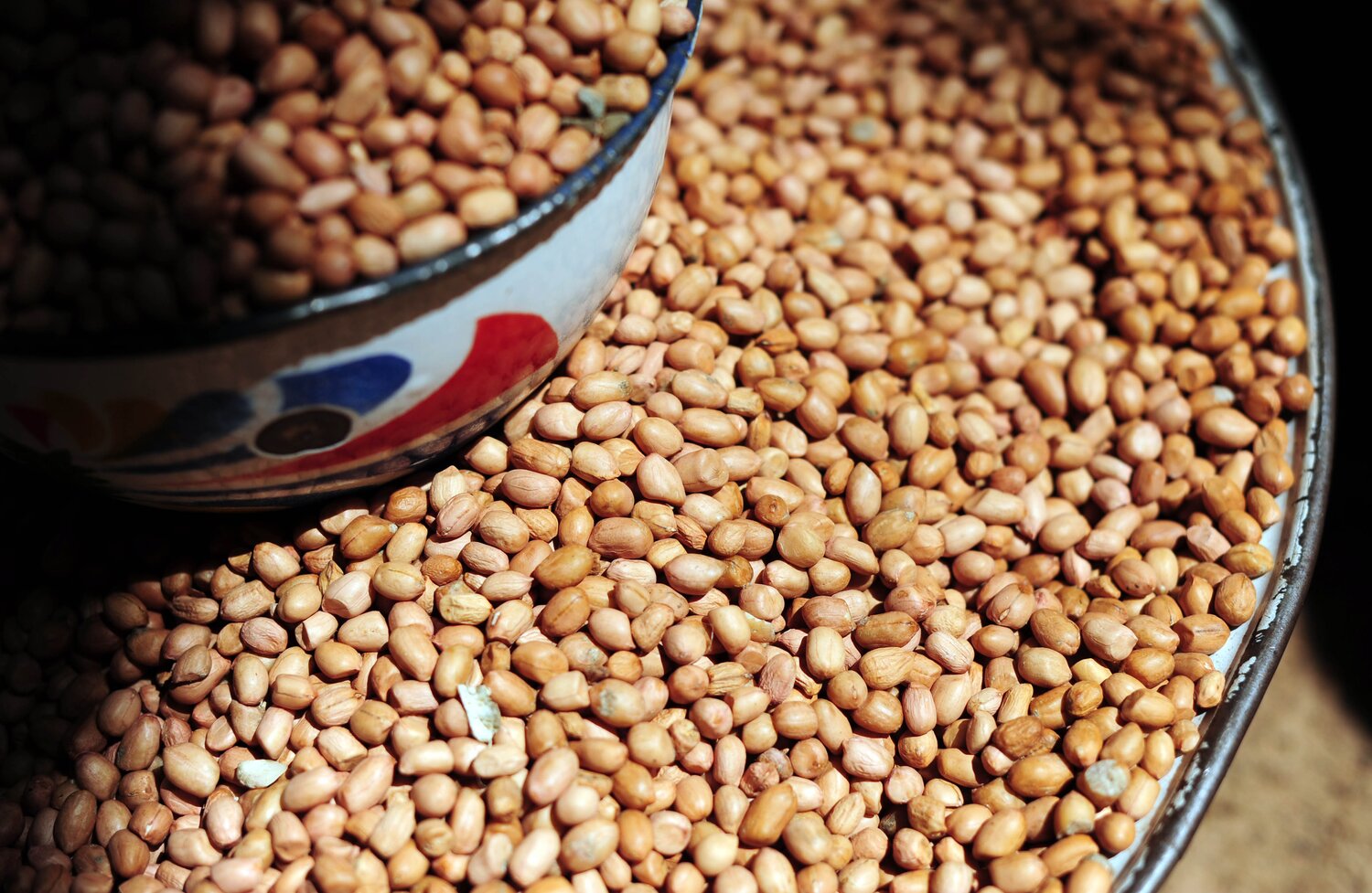 Groundnut | Accessions in the Seed Vault: 14,260 | Accessions in genebanks globally: 20,852 (Photo by Neil Palmer/CIAT)