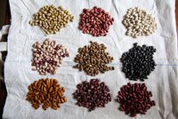 Nine piles of bean varieties