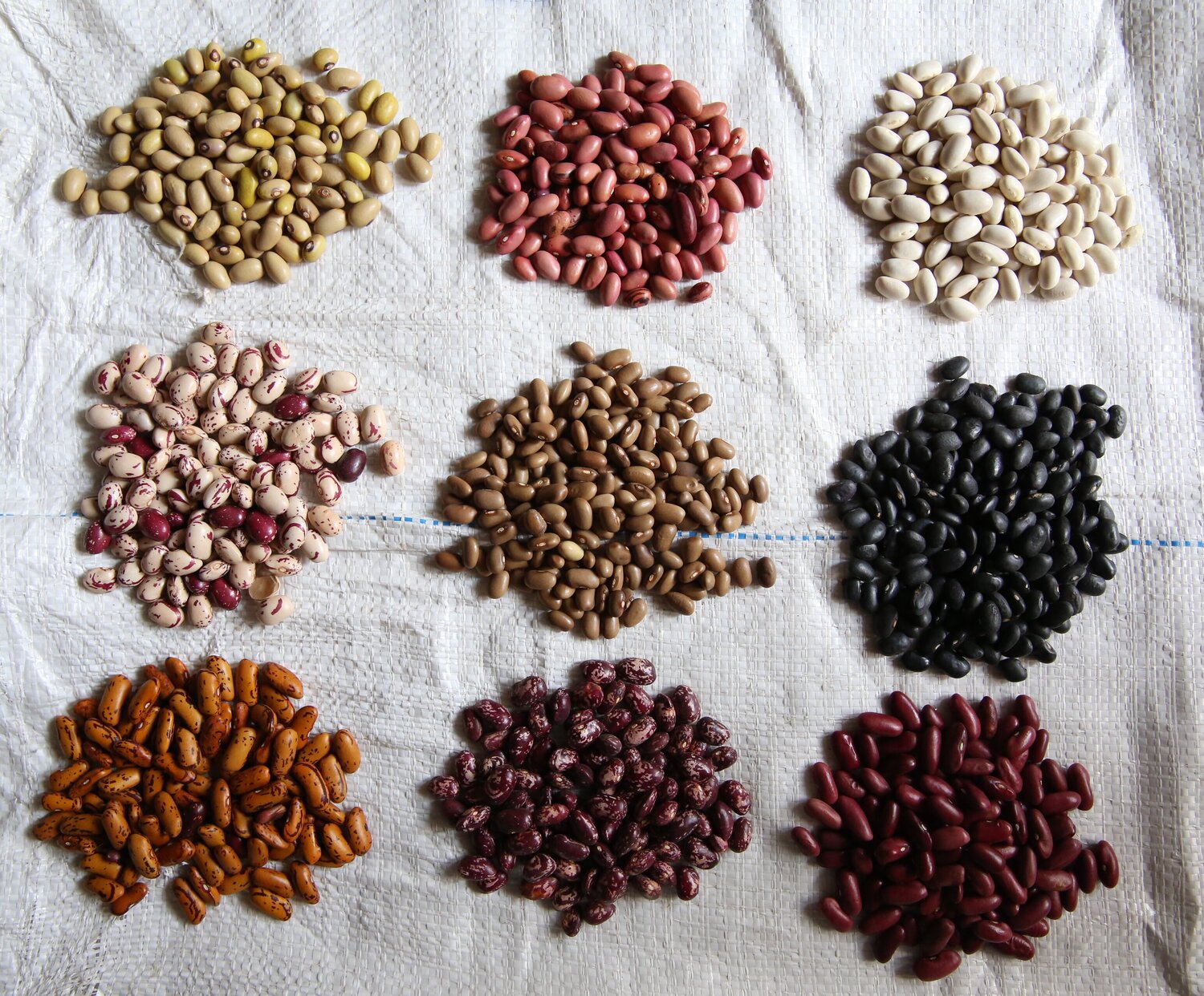 Nine piles of bean varieties