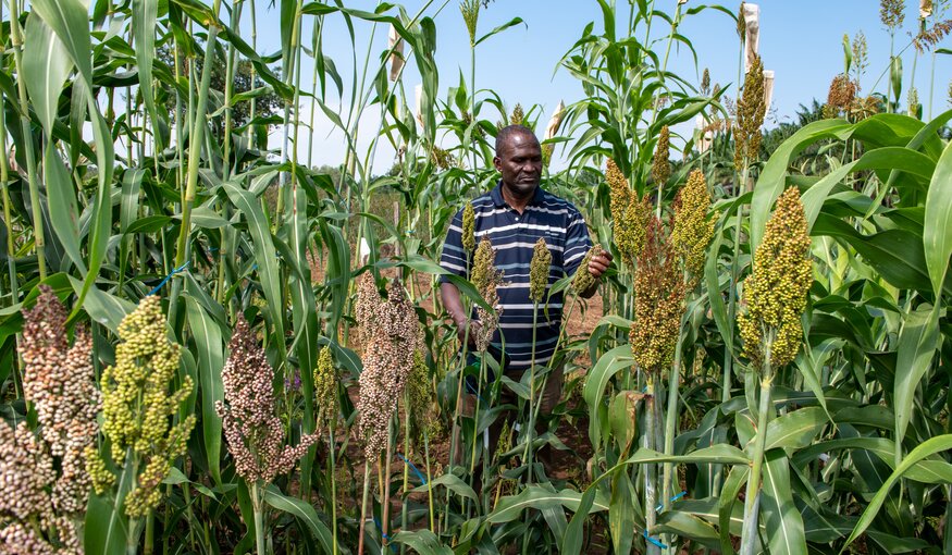 Ensuring the Camel of Crops Keeps Giving