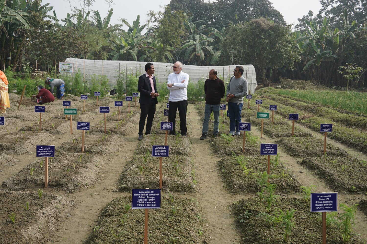 “The blue labels identify the different carrot cultivars that were provided – as seeds – by the USDA genebank and are being used by the training team to initiate the production of the seed crop,” says Simon.