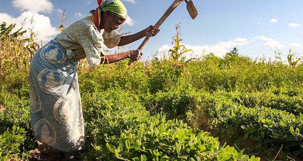 Woman working in Groundnut field in Malawi