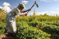 Woman working in Groundnut field in Malawi