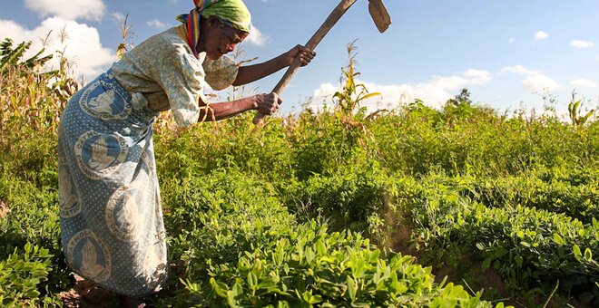 Woman working in Groundnut field in Malawi
