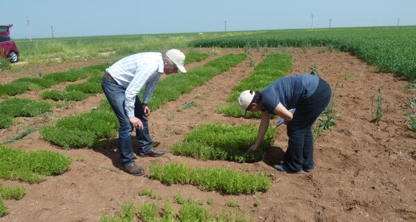 Lentil evaluation.