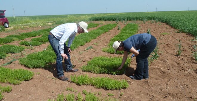 Lentil evaluation.