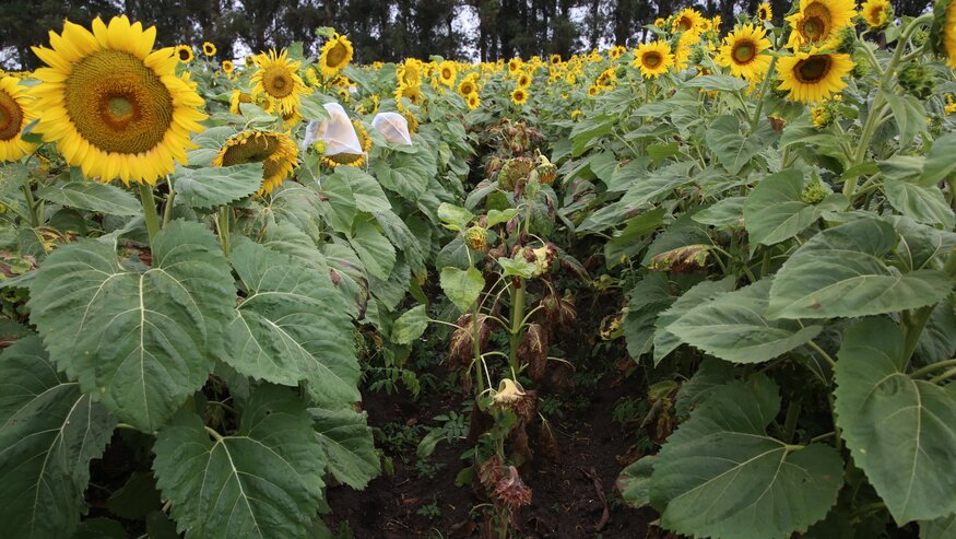Sunflower pre-breeding in Argentina