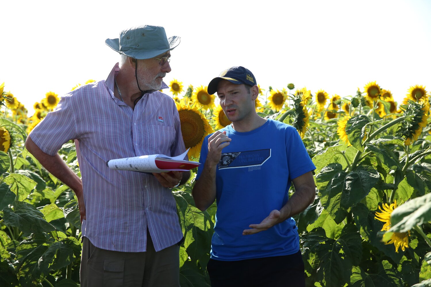 Day 4: In the afternoon, we visited a Crop Wild Relatives trial site near General Pico, where our INTA partners are evaluating the resistance of crosses between wild and elite sunflowers to stem canker. Pictured here, renowned INTA sunflower breeder Daniel Alvarez (left) talks with PhD candidate Denis Colombo (INTA Anguil-Conicet), who is studying the variability of causal agents of stem canker. Daniel is also responsible for INTA’s sunflower genebank.