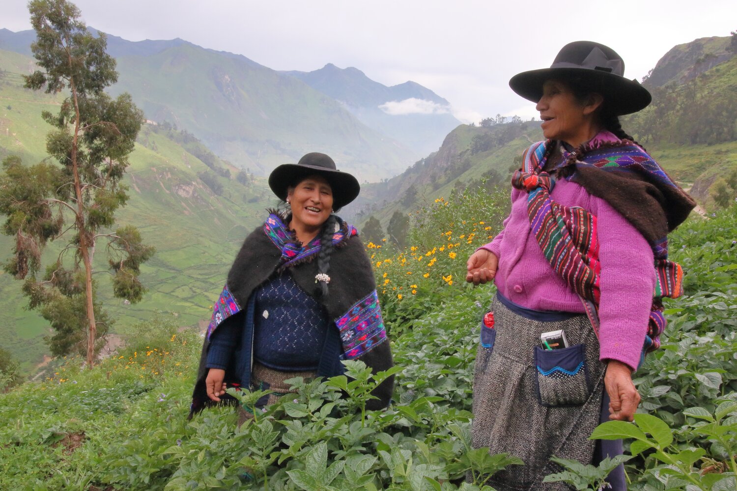 Women farmers in a highland potato field in Peru. Photo: CIP/David Duddenhoefer