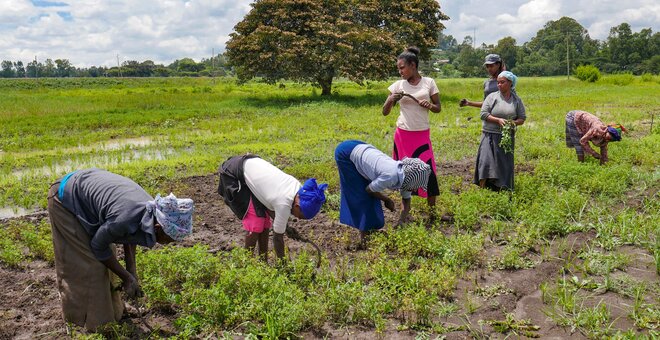 Women working at the Ethiopian Biodiversity Institute clearing a regeneration plot of fenugreek. The Ethiopian genebank is part of the Seeds4Resilience Project. Photo: Nora Castaneda-Alvarez/Crop Trust