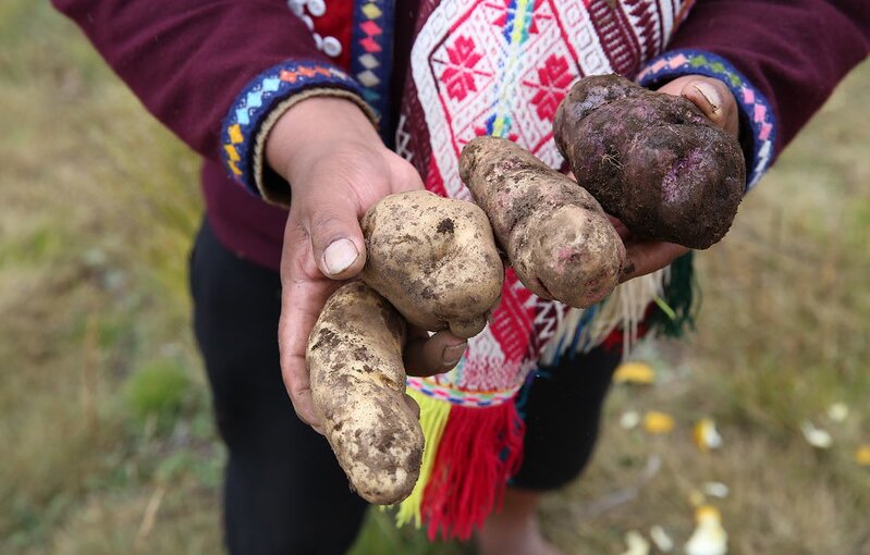 My Potato is Your Potato: Collective Responsibility for Crop Diversity