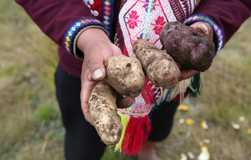 My Potato is Your Potato: Collective Responsibility for Crop Diversity