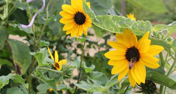 Flowers