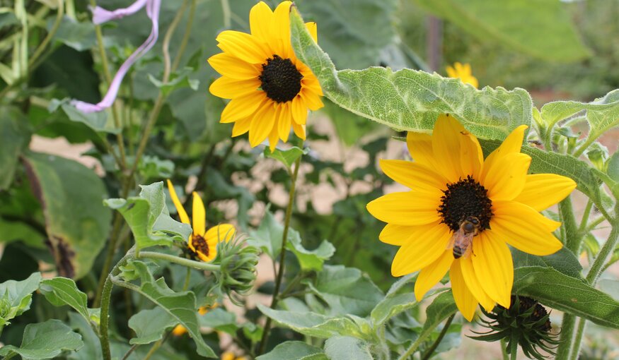 Flowers