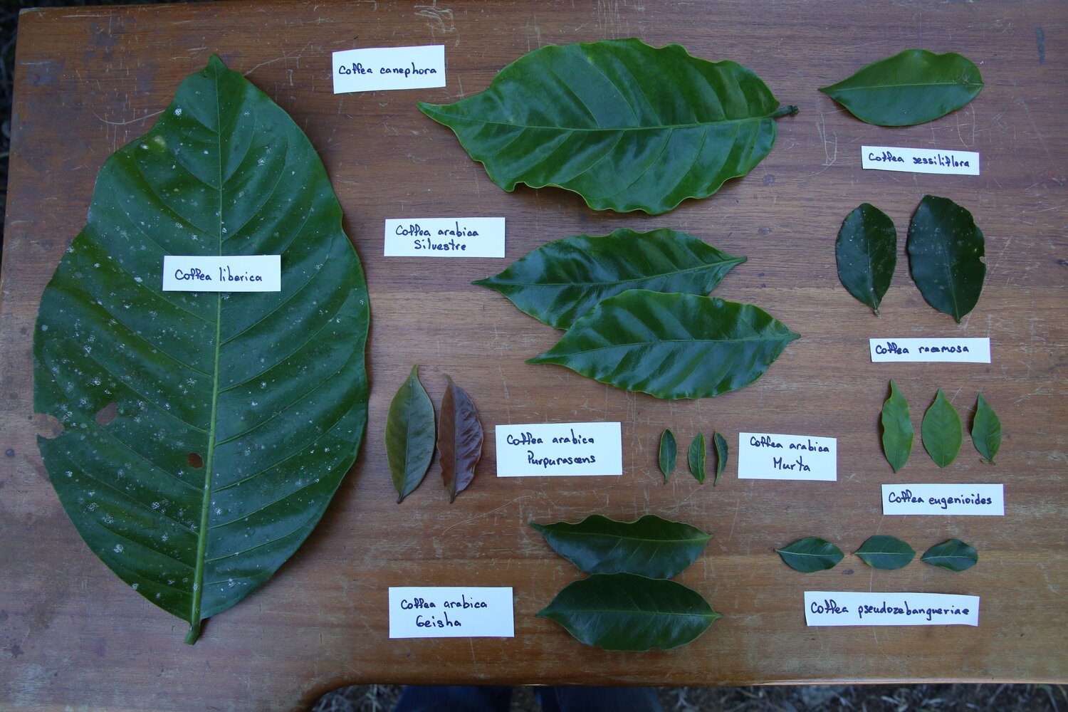 Leaf samples of coffee diversity found at CATIE, Costa Rica, which houses a 70-year-old global coffee collection. Under the FAO’s Plant Treaty, this is currently the only coffee diversity that is being shared across borders. Credit: Luis Salazar/Crop Trust