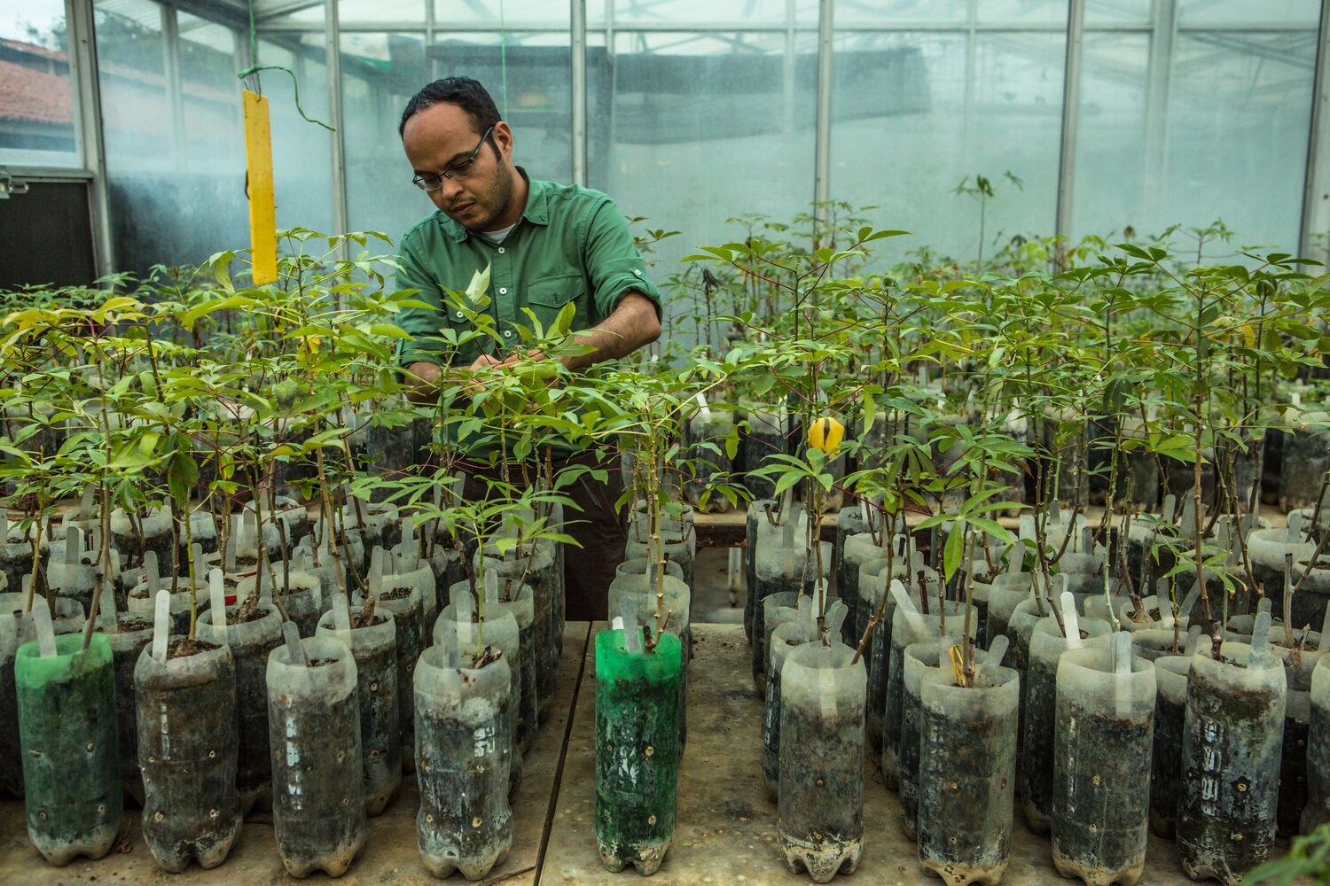 Ericson Aranzales Rondon, Coordinator of In Vitro Conservation Laboratory at CIAT (Centro Internacional de Agricultura Tropical), overlooks cassava plants at a greenhouse in the CIAT facility in Palmira, Colombia. Photo Credit: Juan Arredondo/Reportage by Getty Images for The Global Crop Diversity Trust.