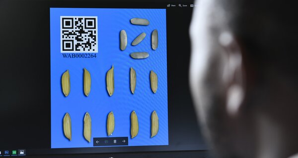 Three big enhancements to Genesys now go beyond such basic passport data: the portal now allows genebanks to publish phenotypic datasets, subsets of accessions, and images.