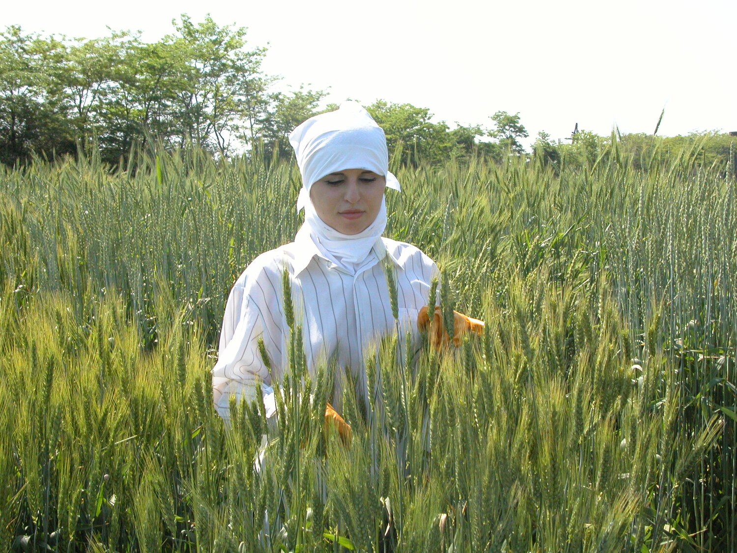 Evaluation of wheat collection at Dagestan VIR regional station.