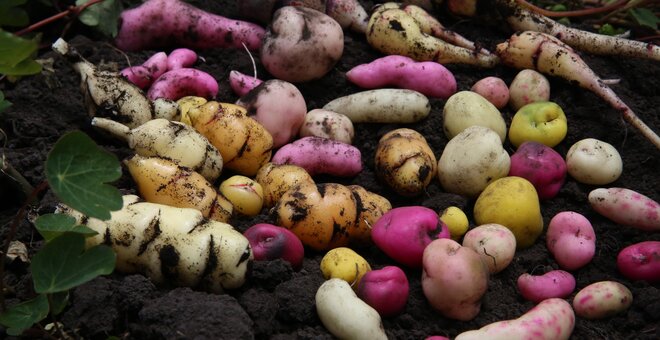 Flavours of the Future: Agrobiodiversity and Nutrition in Ecuadorian Gastronomy